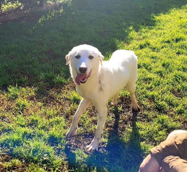 Sade, dolcissima mini labrador  Foto 9